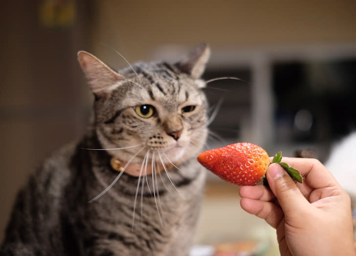Can Cats Eat Fruit? More to supply Your Cat With?