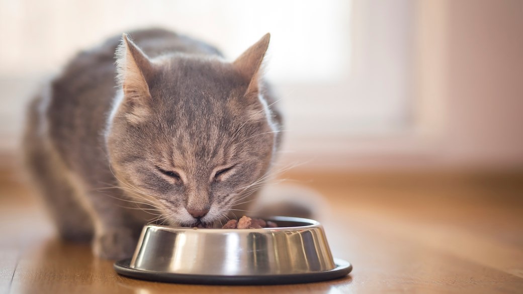 Cat Food Coupons – Nutritious Diet Needs Not Pricey