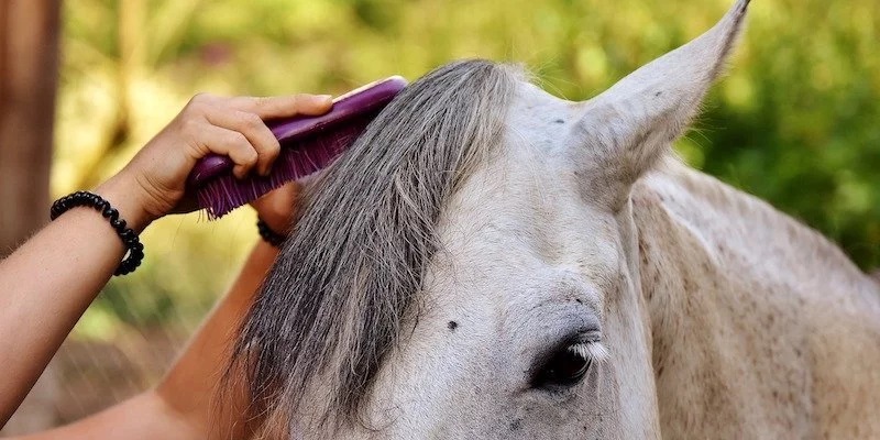 Wash & Groom Your Horse – Factors To Discover Horse Grooming & Washing
