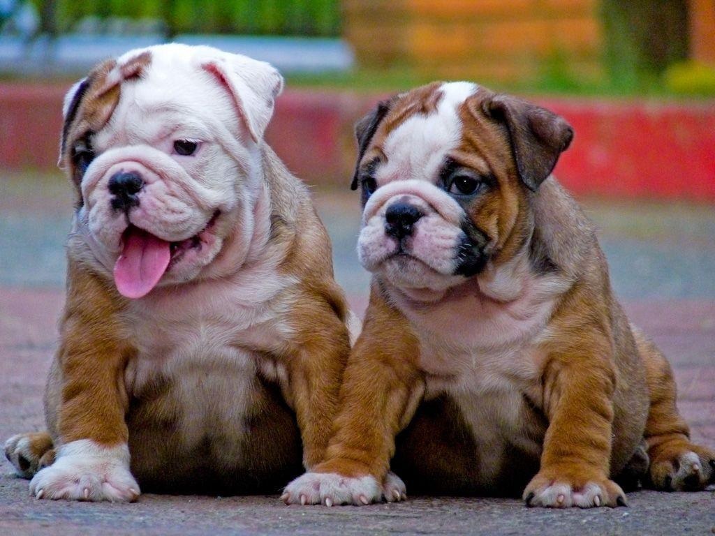 Male British Bulldog For Purchase- Buy The Gentle And Protective Dog