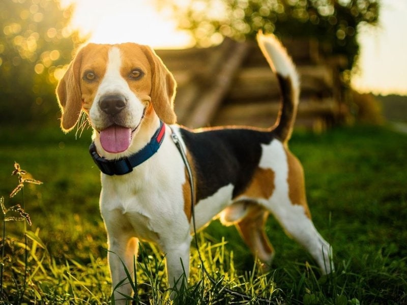 Intelligent Beagle Puppy And Dogs Cost