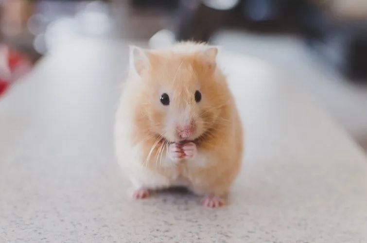 Why Chinese Dwarf Hamsters Are Extremely Popular