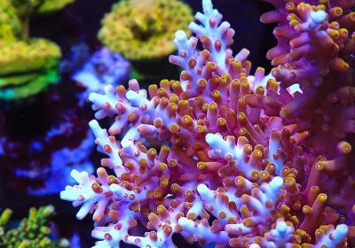 The Corals and their Distinct Types and Growth and Overall Development