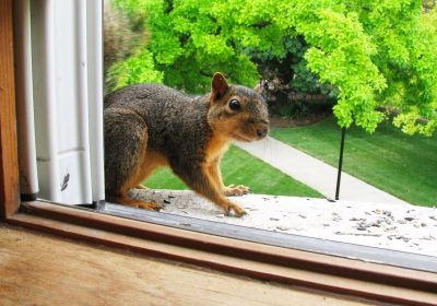 How to choose the best place to get squirrel removal service? 