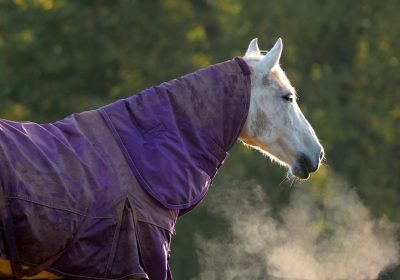 3 Instances When It’s Necessary To Use A Fleece Blanket On Your Horse