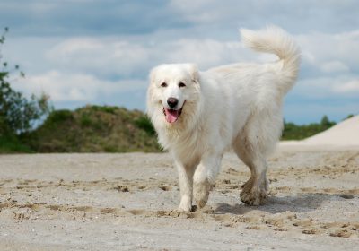 The 5 Best Low Energy Dog Breeds