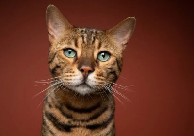Selecting the Perfect Bengal Kitten to Be Your Perfect Match
