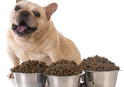 Venison: Woof-tastic Flavour for Your Dog’s Health