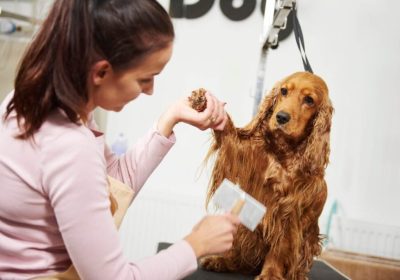 Which One to Opt for Between DIY and Professional Dog Grooming?