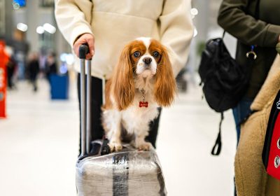 Traveling 101 with Pets Inside or Outside the Country