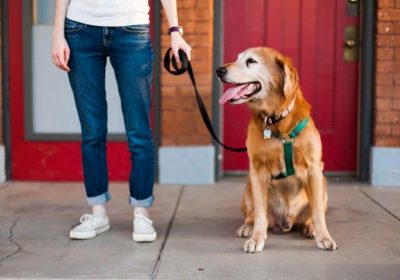 What Are the Benefits of Utilizing a Designer Dog Collar and Leash?