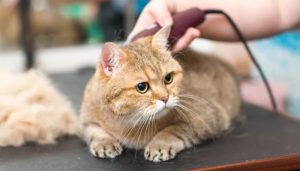 4 Reasons to Consider Professional Cat Grooming in Singapore