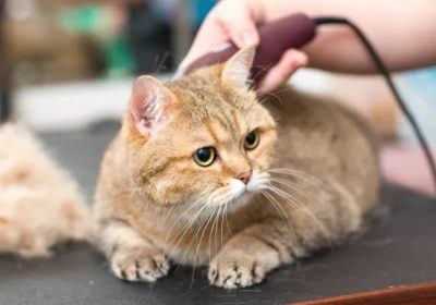 4 Reasons to Consider Professional Cat Grooming in Singapore