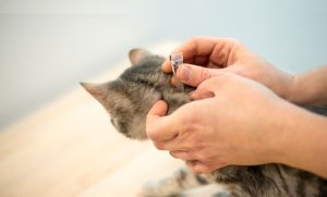 flea treatments