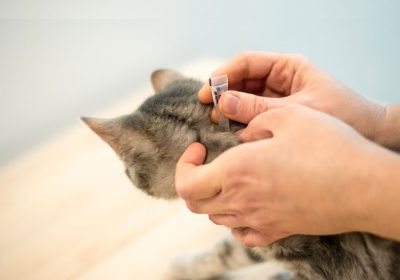 How to apply natural flea treatments effectively on your cats?