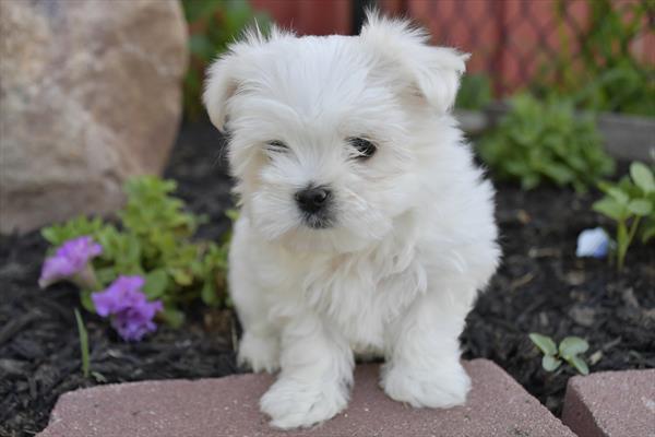 Maltese puppies