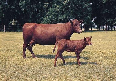 Understanding the Differences Between Popular Beef Cattle Breeds