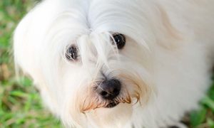 Maltese puppies