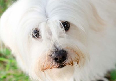 Maltese puppies for sale – Are they right for your family?