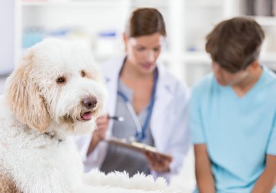 The Importance of Spaying and Neutering Your Pet: Benefits for Health and Behavior