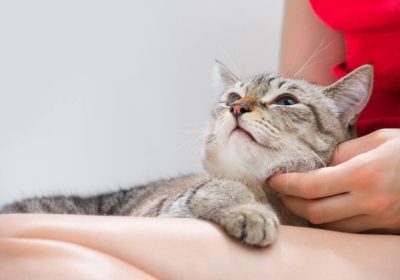 How to Make Deworming Your Cat Easy: Tips for Stress-Free Treatment