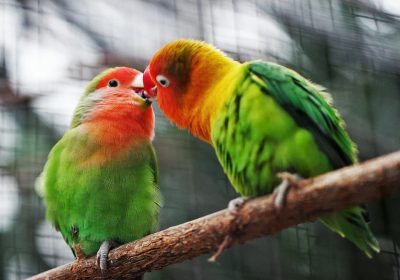 Must-Have Bird Cage Accessories: Creating a Comfortable and Engaging Space for Your Feathered Friend