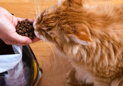 Best Dry Cat Food for Optimal Feline Health: What to Look For in 2025