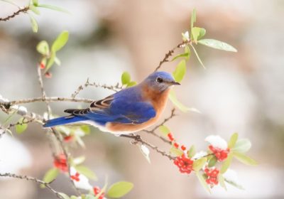 Want to Attract More Birds? Feed Them This—All Year Long!